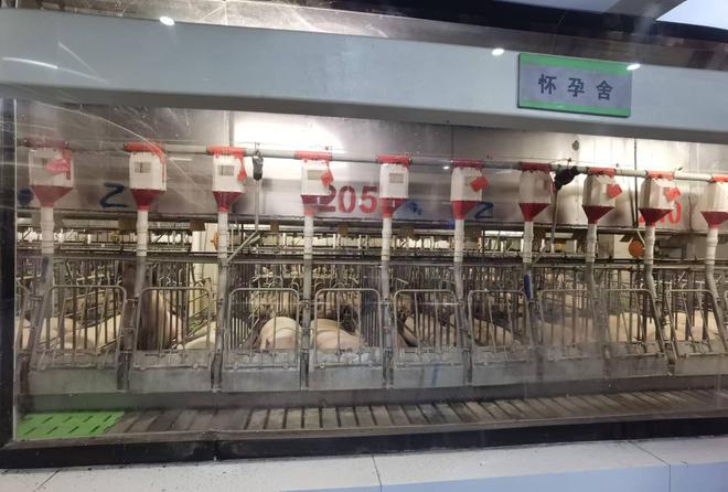 商业秘密｜起底猪饲养员高薪之谜：单人管理5000头猪有人年薪70万(图1)