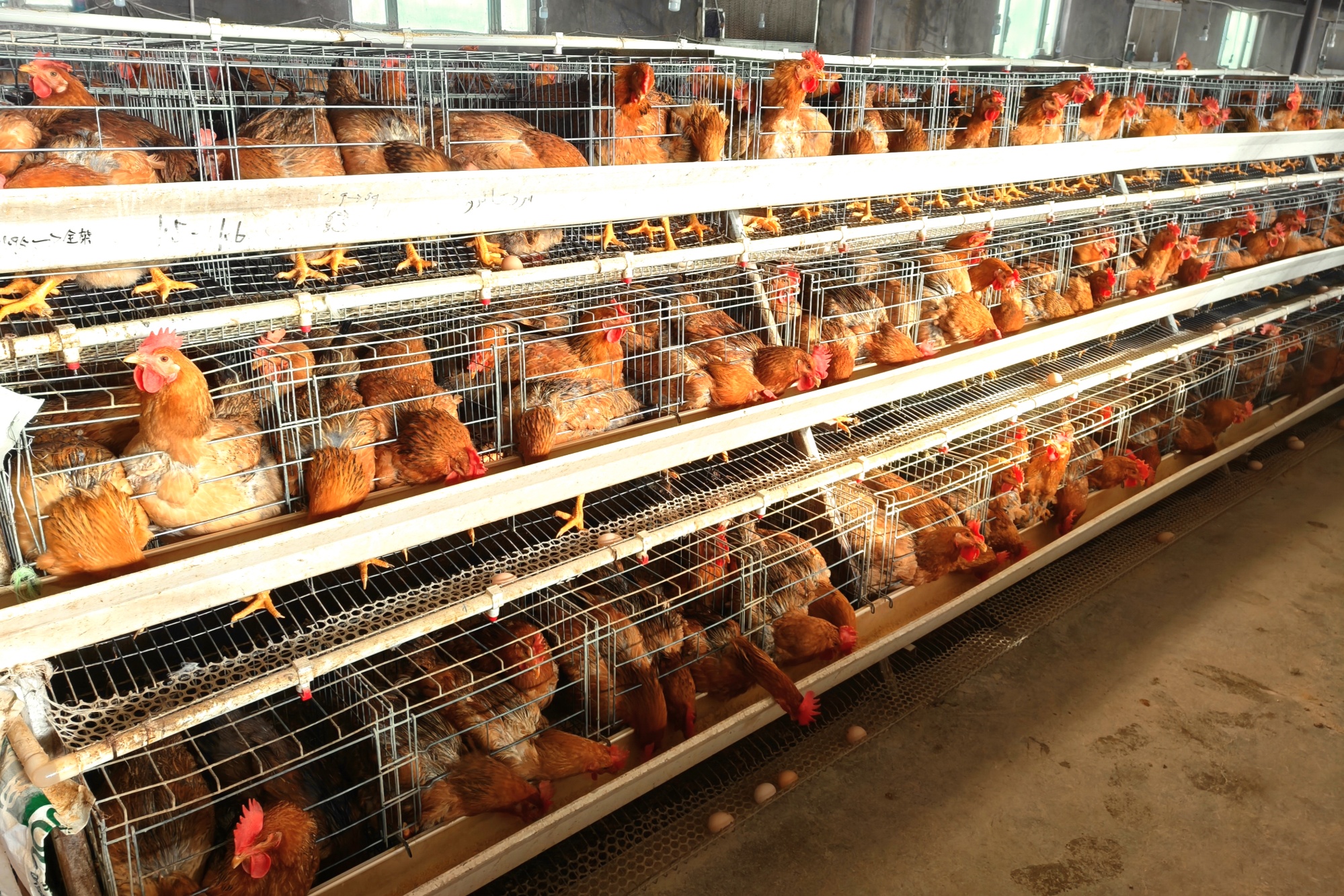 ag凯发若羌：蛋鸡产业“孵”出致富新希望