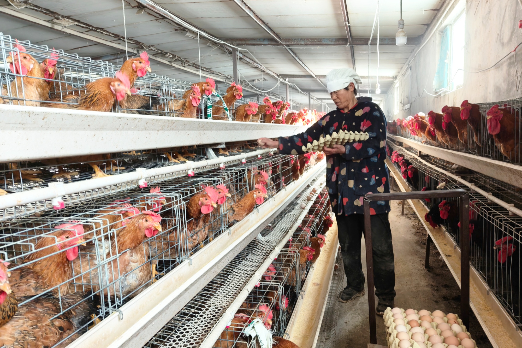 ag凯发若羌：蛋鸡产业“孵”出致富新希望(图2)