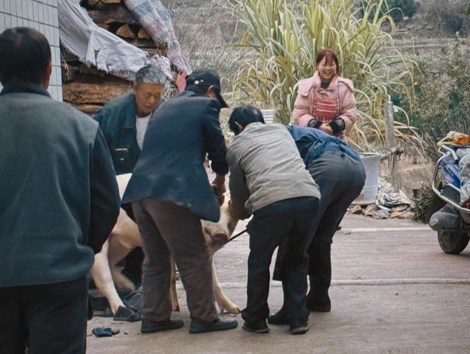 过年杀年猪违法吗？2点要注意否则后果很严重！(图2)