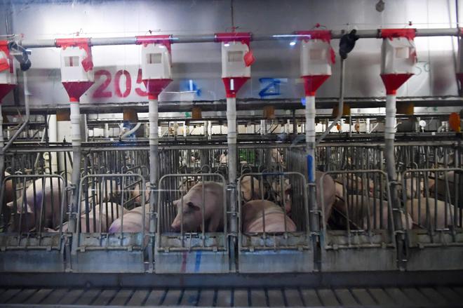 生猪“上楼”“屋”内无菌养猪成了“科技活儿”(图2)