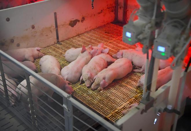 生猪“上楼”“屋”内无菌养猪成了“科技活儿”(图1)