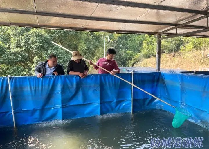 防城港陆基养鱼让村级集体经济“游起来”