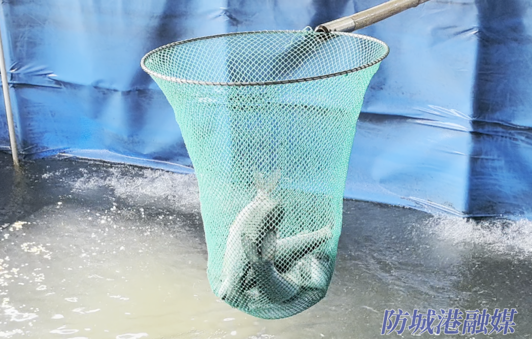 防城港陆基养鱼让村级集体经济“游起来”(图2)