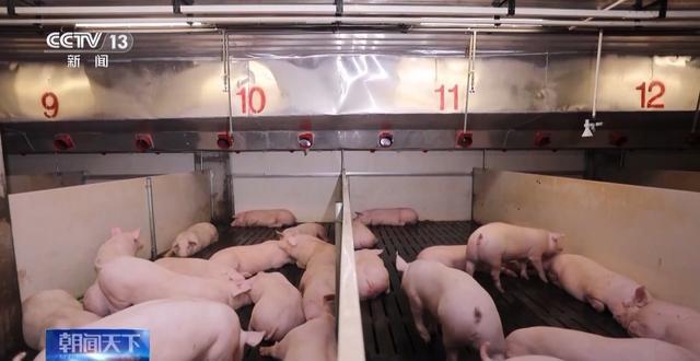 高质量发展调研行丨小猪上楼变废为“宝”智能养殖助力农业高效发展