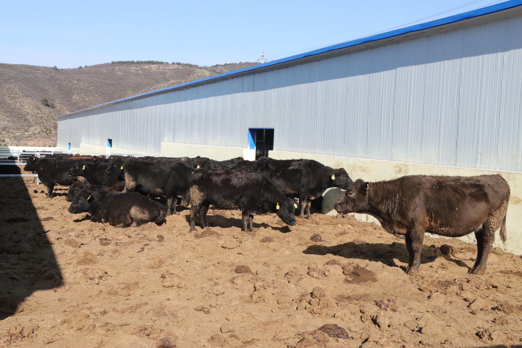 山西昔阳：肉牛产业“犇”富路乡村振兴“牛”劲足