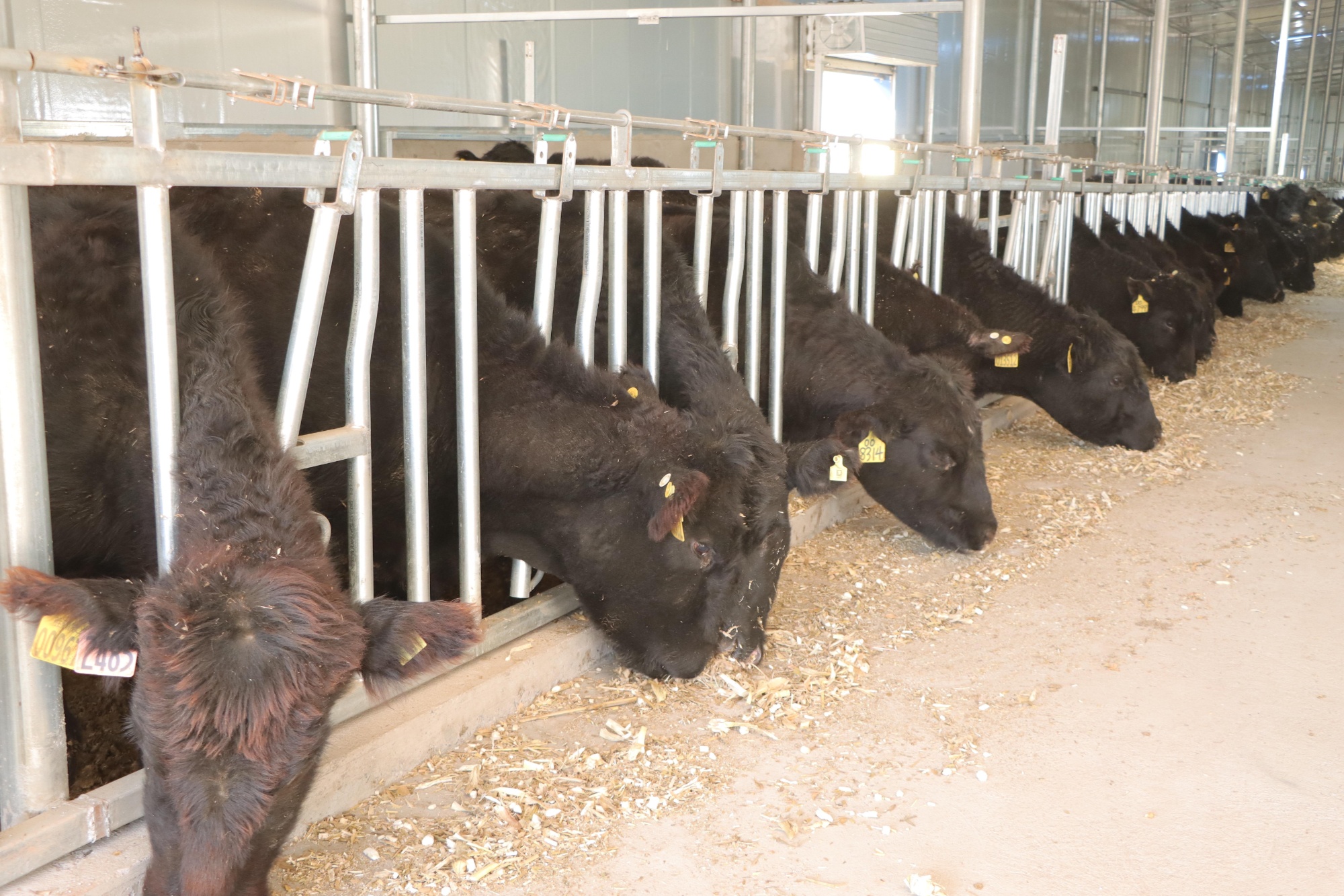 山西昔阳：肉牛产业“犇”富路乡村振兴“牛”劲足(图2)