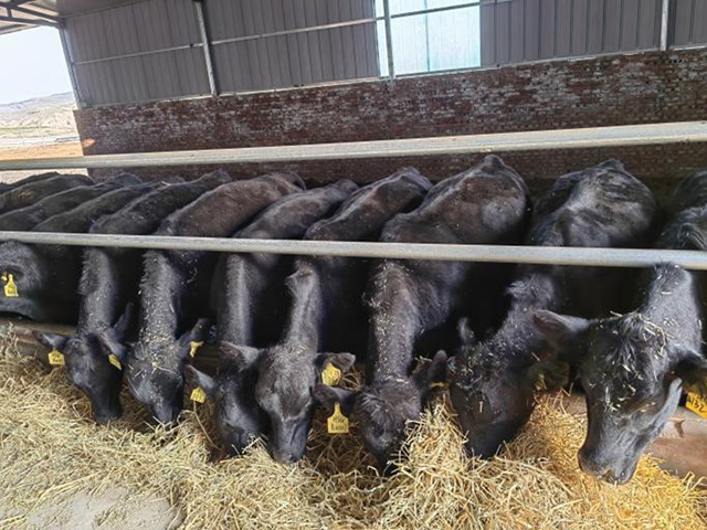 准格尔旗：政策引领创新模式开启肉牛产业高质量发展新篇章