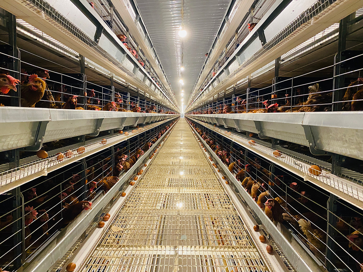 同轴电缆榜-金凤牧业蛋鸡养殖自动化设备国际标准性价比高产销全球