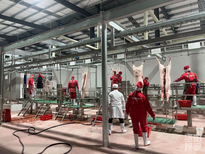 设计产能50万头资阳高新区最大的生猪屠宰企业正式投产凯发旗舰厅