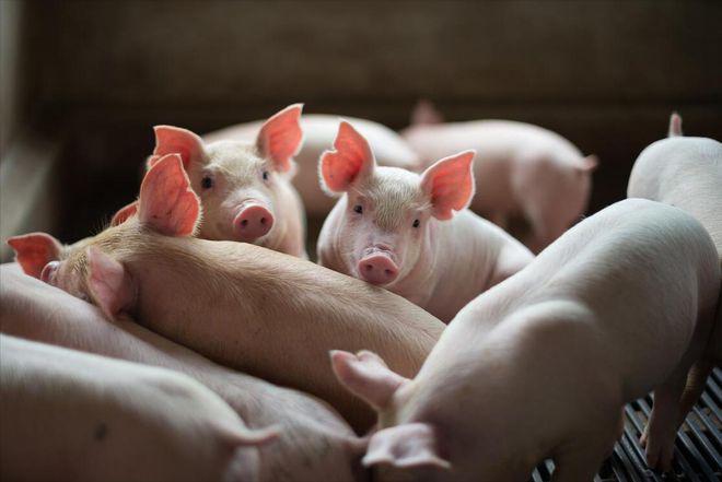 为什么美国被称为全球养猪大国？看看人家对猪粪的处理就明白了(图4)