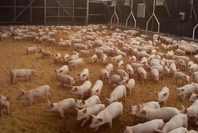 为什么美国被称为全球养猪大国？看看人家对猪粪的处理就明白了