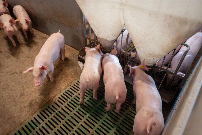 为什么美国被称为全球养猪大国？看看人家对猪粪的处理就明白了(图3)