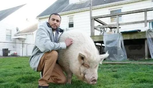 为什么美国被称为全球养猪大国？看看人家对猪粪的处理就明白了(图6)