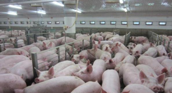 为什么美国被称为全球养猪大国？看看人家对猪粪的处理就明白了(图7)