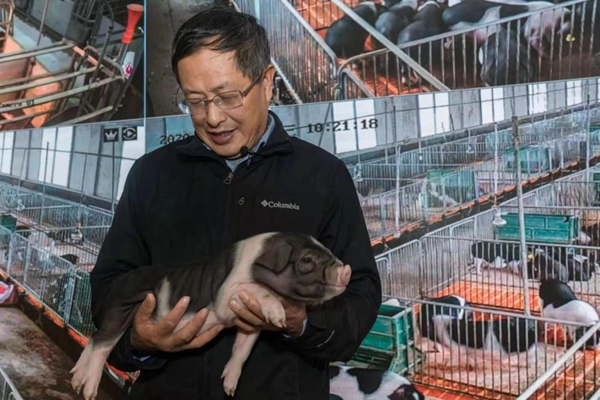 敲敲电凯发旗舰厅脑“猪事”搞定！(图3)