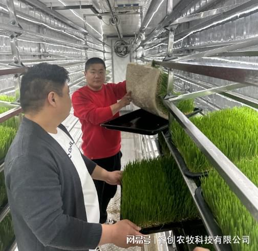 水培牧草设备：畜牧业的“鲜”锋科技未来已来！