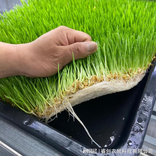 水培牧草设备：畜牧业的“鲜”锋科技未来已来！(图2)