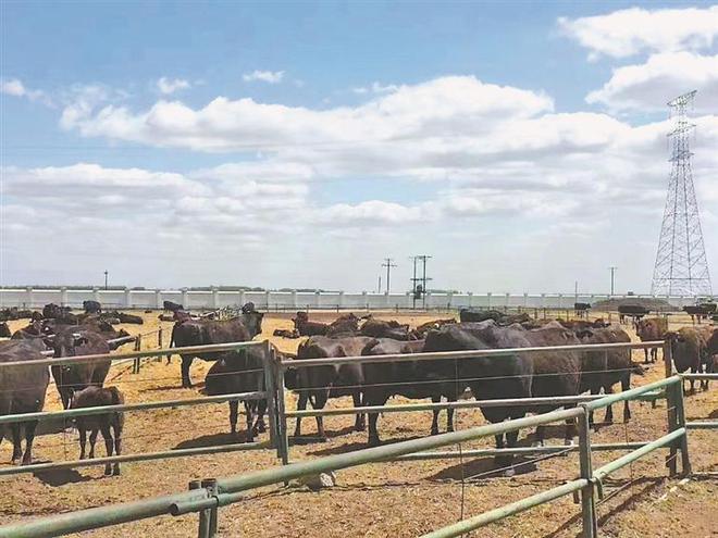 从龙江好畜到龙江好肉我省加快做足“畜头肉尾”大文章(图2)