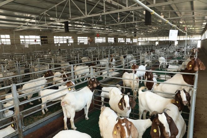 凯发国际2024年畜牧业发展历程回顾：成就、挑战与未来方向的深度洞察(图2)