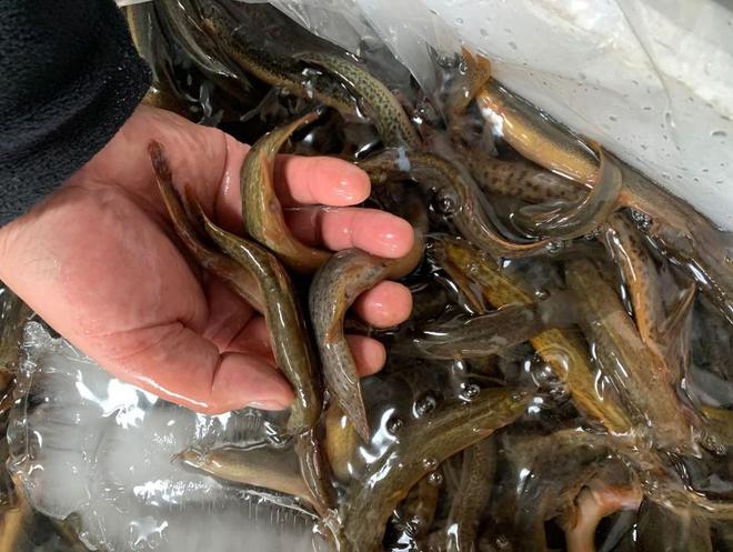 药物残留超标10倍！泥鳅变“生化毒鳅”我们该如何躲过背刺？(图5)