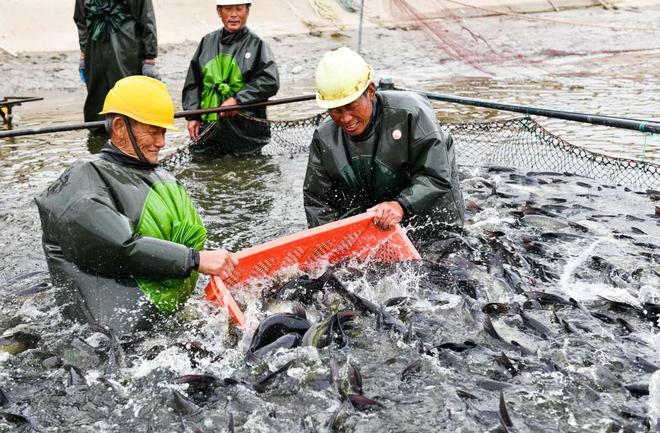 药物残留超标10倍！泥鳅变“生化毒鳅”我们该如何躲过背刺？(图20)