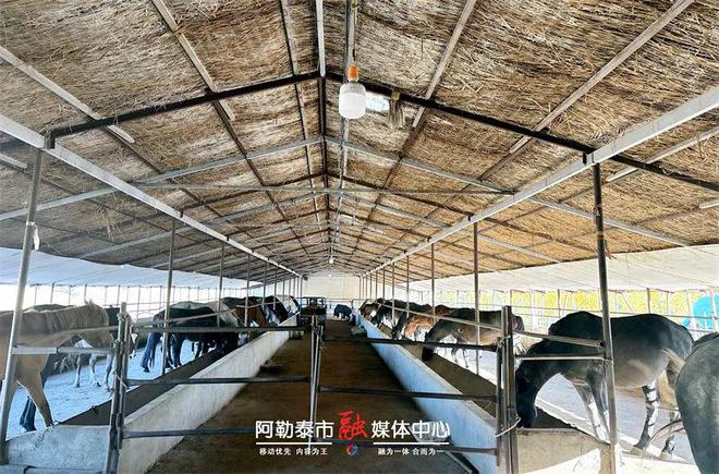 存栏236万匹！阿勒泰市马产业跑出发展“加速度”