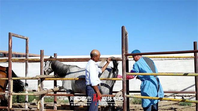 存栏236万匹！阿勒泰市马产业跑出发展“加速度”(图3)