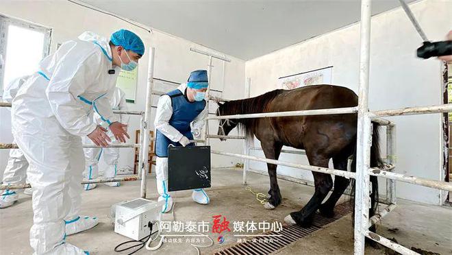 存栏236万匹！阿勒泰市马产业跑出发展“加速度”(图5)