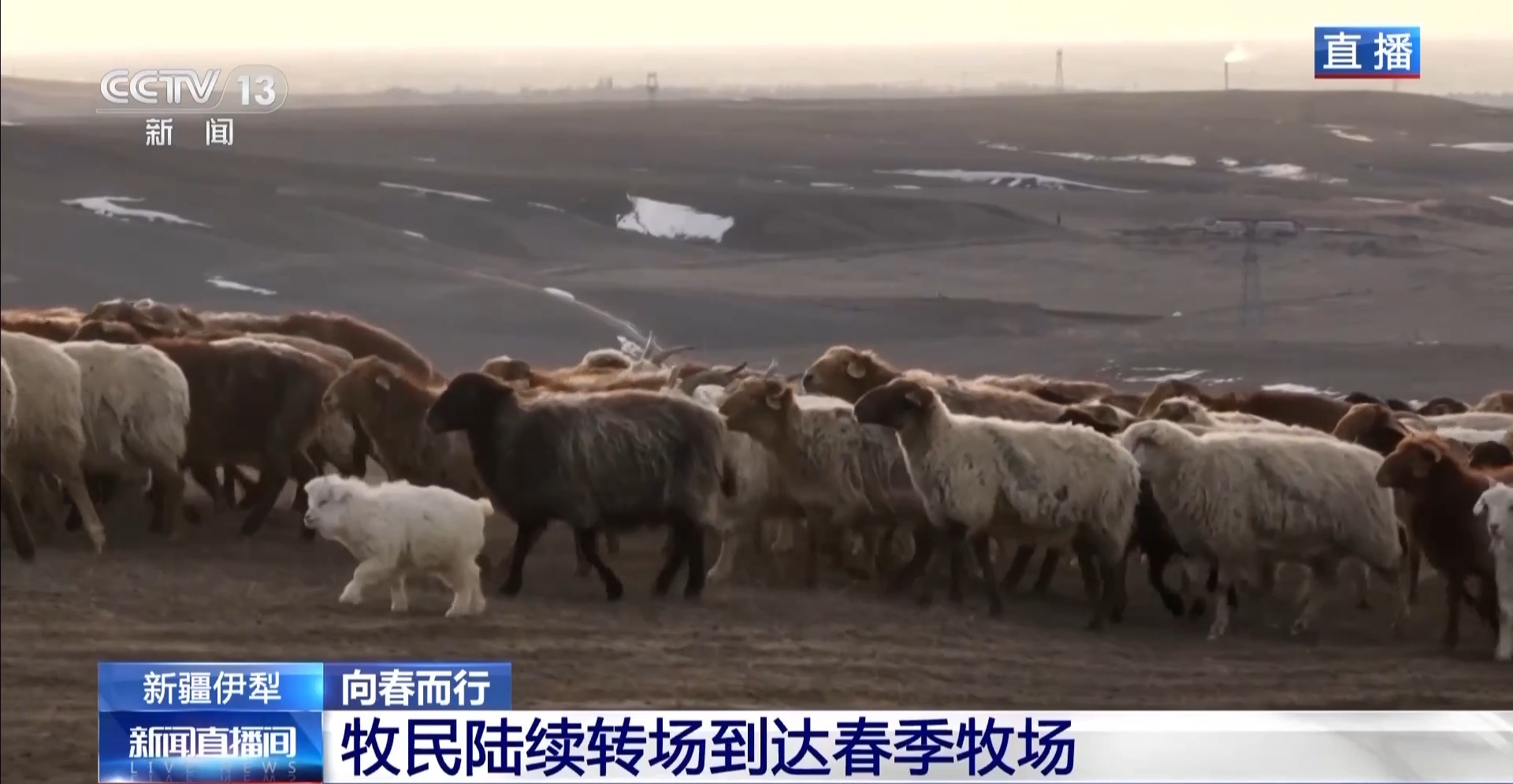 羊咩咩穿上了高科技“新衣”！来看新疆伊犁河谷牲畜春季转场(图6)