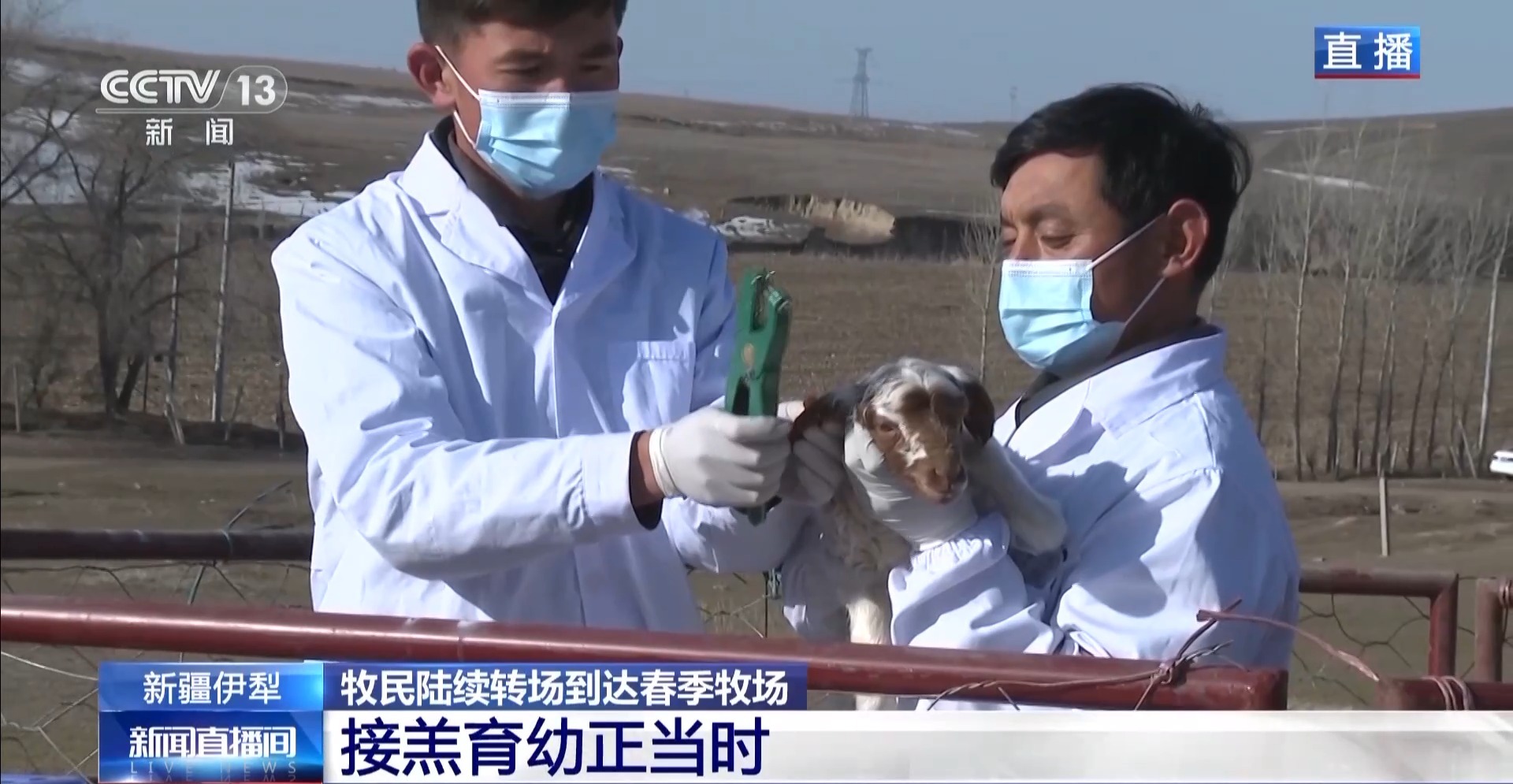 羊咩咩穿上了高科技“新衣”！来看新疆伊犁河谷牲畜春季转场(图4)
