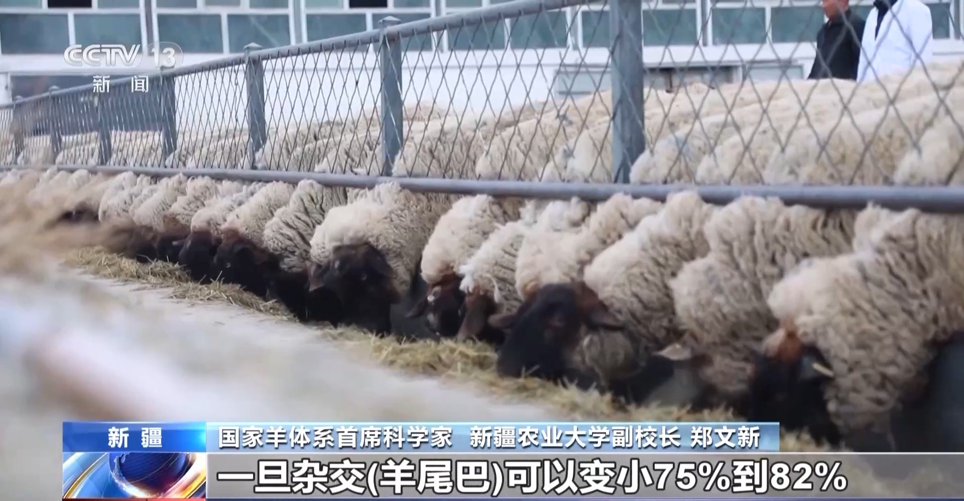 羊咩咩穿上了高科技“新衣”！来看新疆伊犁河谷牲畜春季转场(图19)
