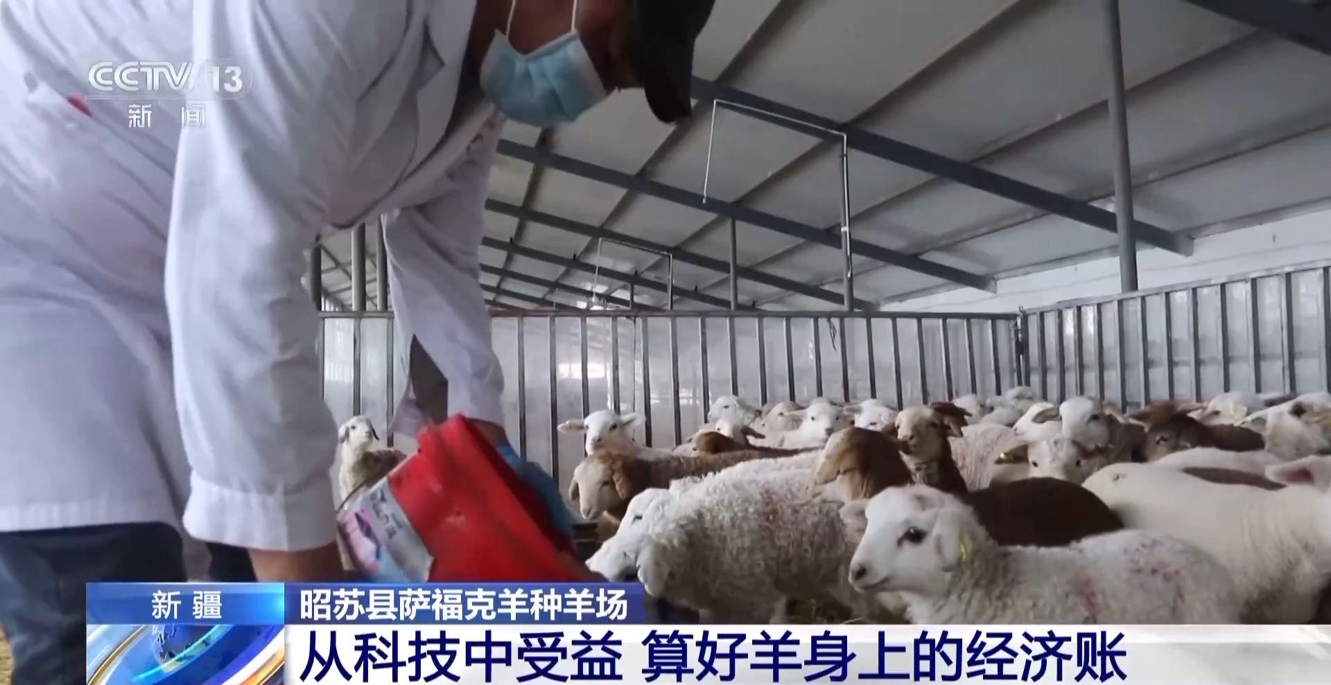 羊咩咩穿上了高科技“新衣”！来看新疆伊犁河谷牲畜春季转场(图22)