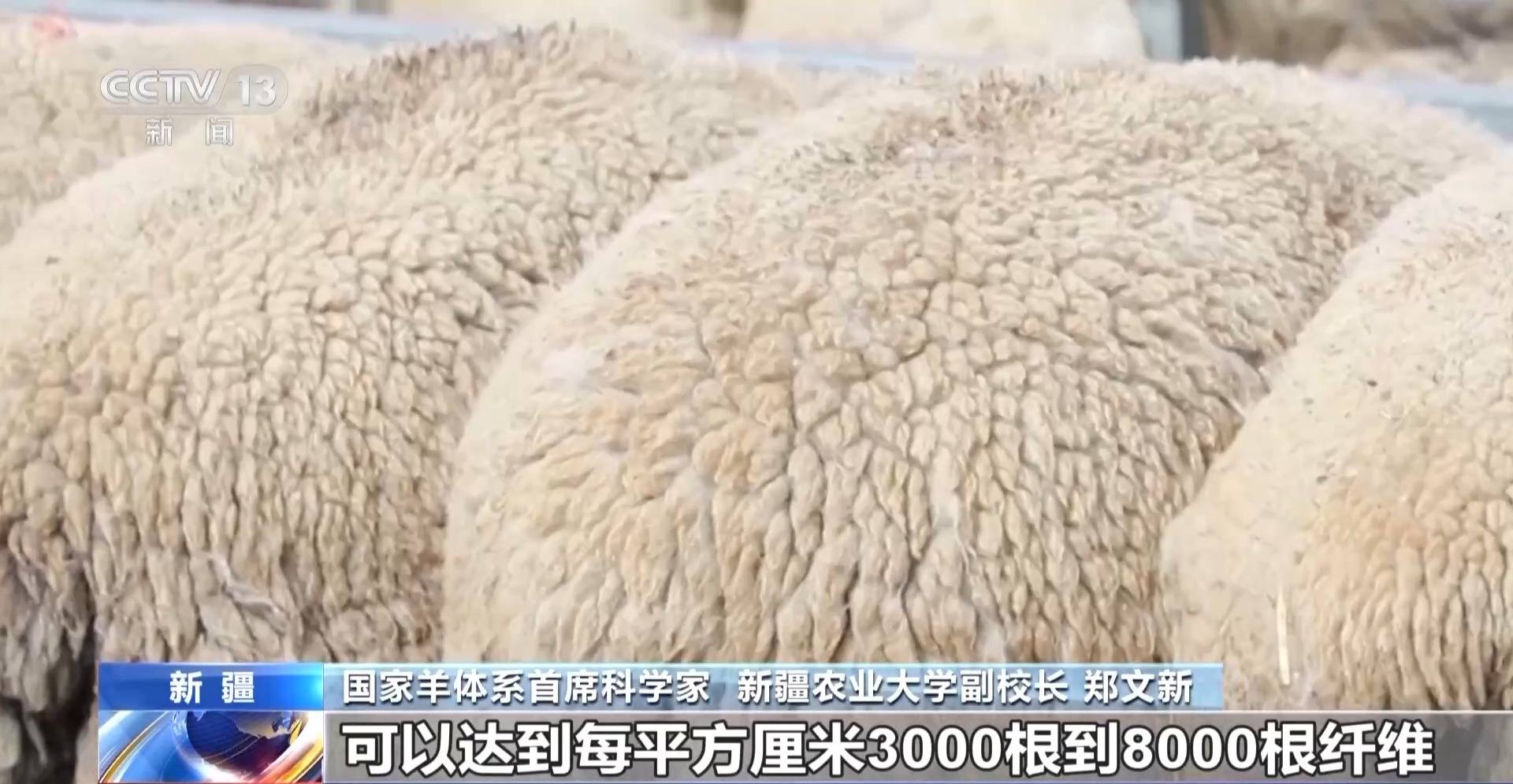 羊咩咩穿上了高科技“新衣”！来看新疆伊犁河谷牲畜春季转场(图26)