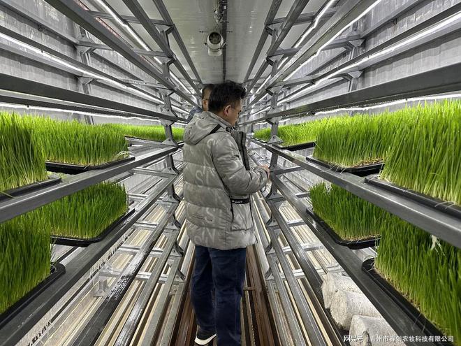 水培牧草设备的主要用途是什么？(图2)