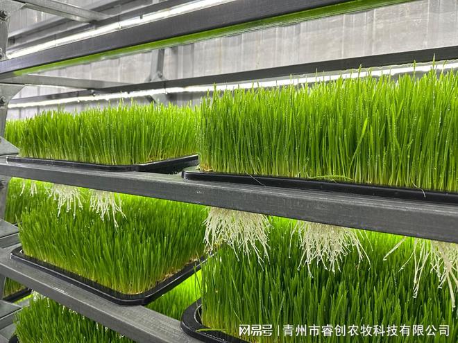 凯发国际水培牧草设备的出现会给传统养殖业格局带来哪些影响呢？