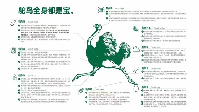 吉林省致远现代农牧业有限公司：鸵鸟养殖业的璀璨明珠