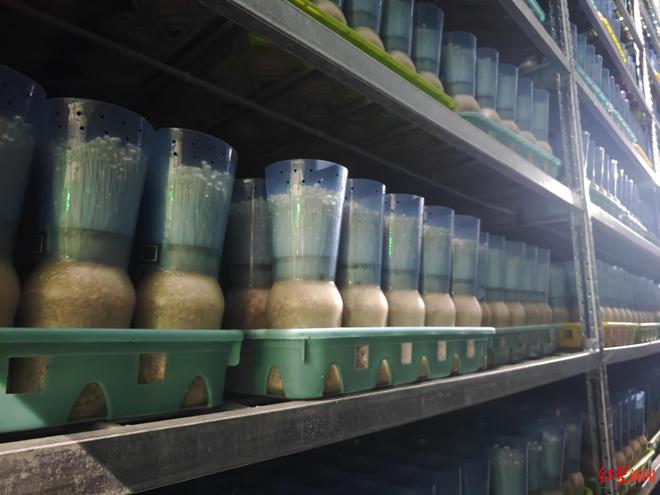 机器人巡检鸡舍AI监控母猪饮水量……智慧农业如何重塑传统农业图景？