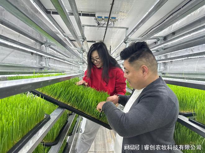 水培牧草设备：破解传统畜牧“卡脖子”困局的科技突围！(图2)