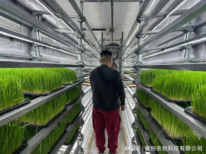 水培牧草设备：破解传统畜牧“卡脖子”困局的科技突围！
