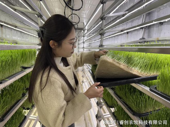 水培牧草设备：破解传统畜牧“卡脖子”困局的科技突围！(图4)