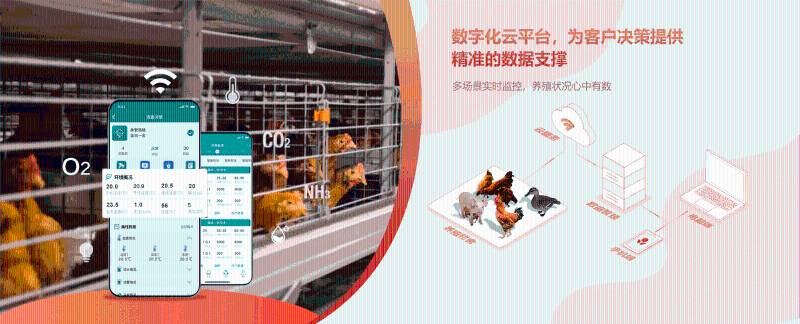 精准农业可以改善家禽养殖