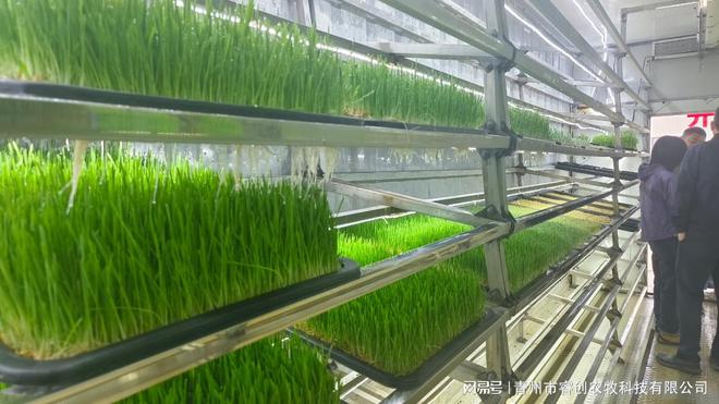睿创农牧：水培牧草设备重塑现代畜牧业生态