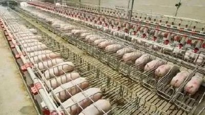 AI养猪：华为如何用科技撬动传统农业的万亿市场凯发旗舰厅