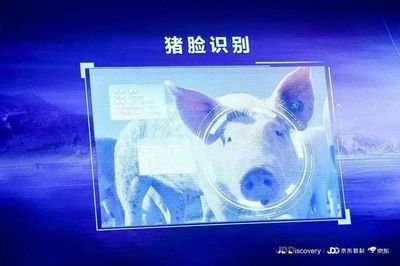 AI养猪：华为如何用科技撬动传统农业的万亿市场凯发旗舰厅(图2)