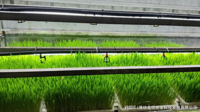 新型农业种植：箱式水培牧草种植设备