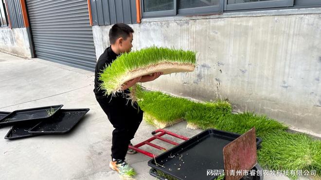 睿创农牧水培牧草设备：智能农业的未来种植引领者(图3)