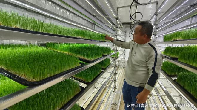 睿创农牧水培牧草设备：智能农业的未来种植引领者