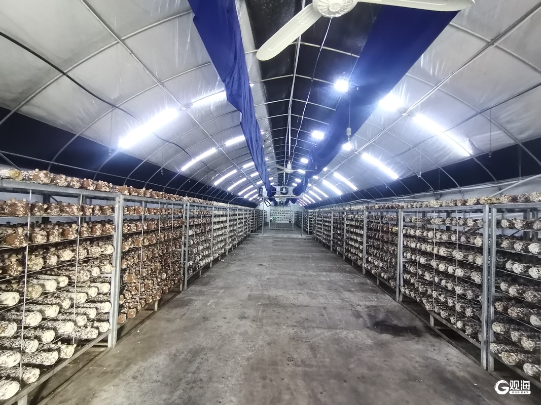 青岛设施种植面积达537万亩！全市现代设施农业建设推进会议召开(图2)