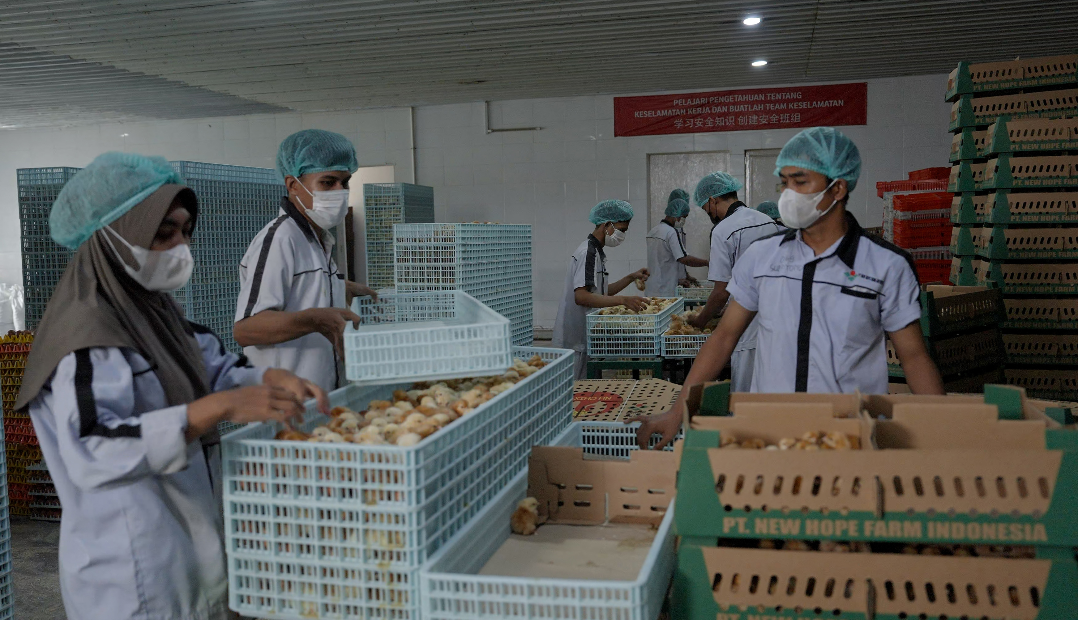 牧原股份港股IPO申请来了、新希望要增加海外饲料产能⋯⋯中国养猪巨头为何纷纷“出